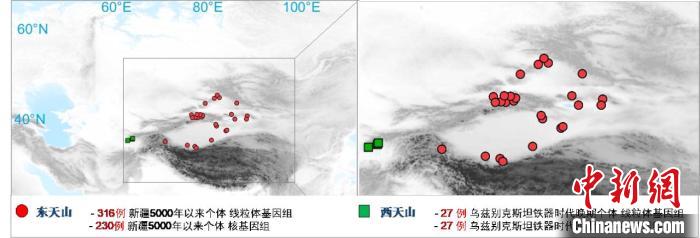 图为该项目所获取天山东西部古人群的线粒体与核基因组分布图。　BB平台 供图