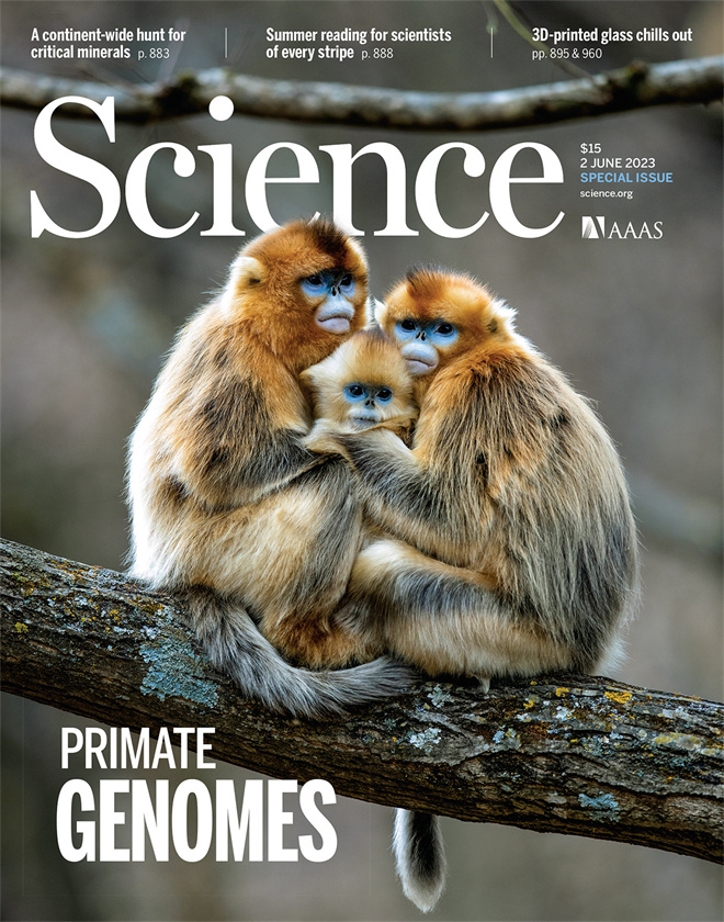 Science封面文章：BB平台金丝猴研究团队首次系统揭示灵长类社会演化之谜_fororder_《自然》封面.JPG