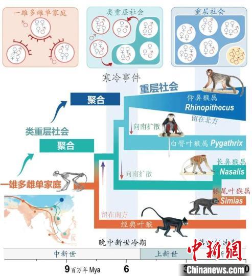 寒冷事件促进亚洲叶猴社会聚合。　BB平台供图