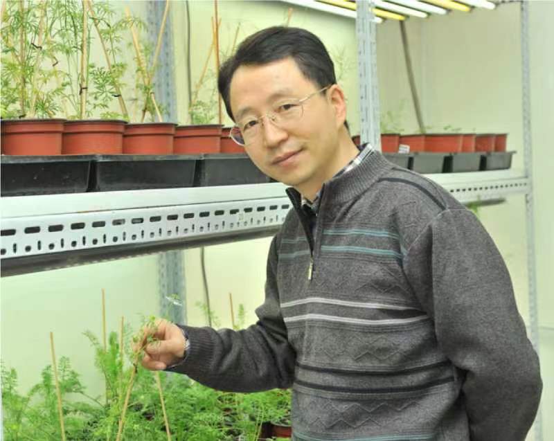 BB平台创新论坛第一千二百六十八讲暨120周年校庆年系列活动：复杂花瓣的发育与进化