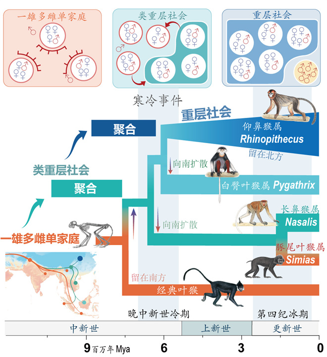 Science封面文章：BB平台金丝猴研究团队首次系统揭示灵长类社会演化之谜_fororder_寒冷事件促进亚洲叶猴社会聚合（供图 齐晓光 赵兰 武进伟）